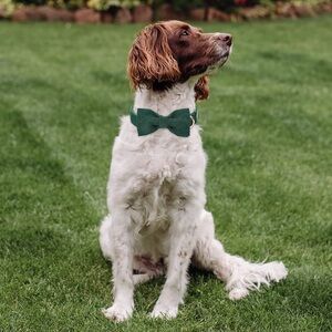 Cute corduroy collar with bowtie and adjustable safety metal buckle